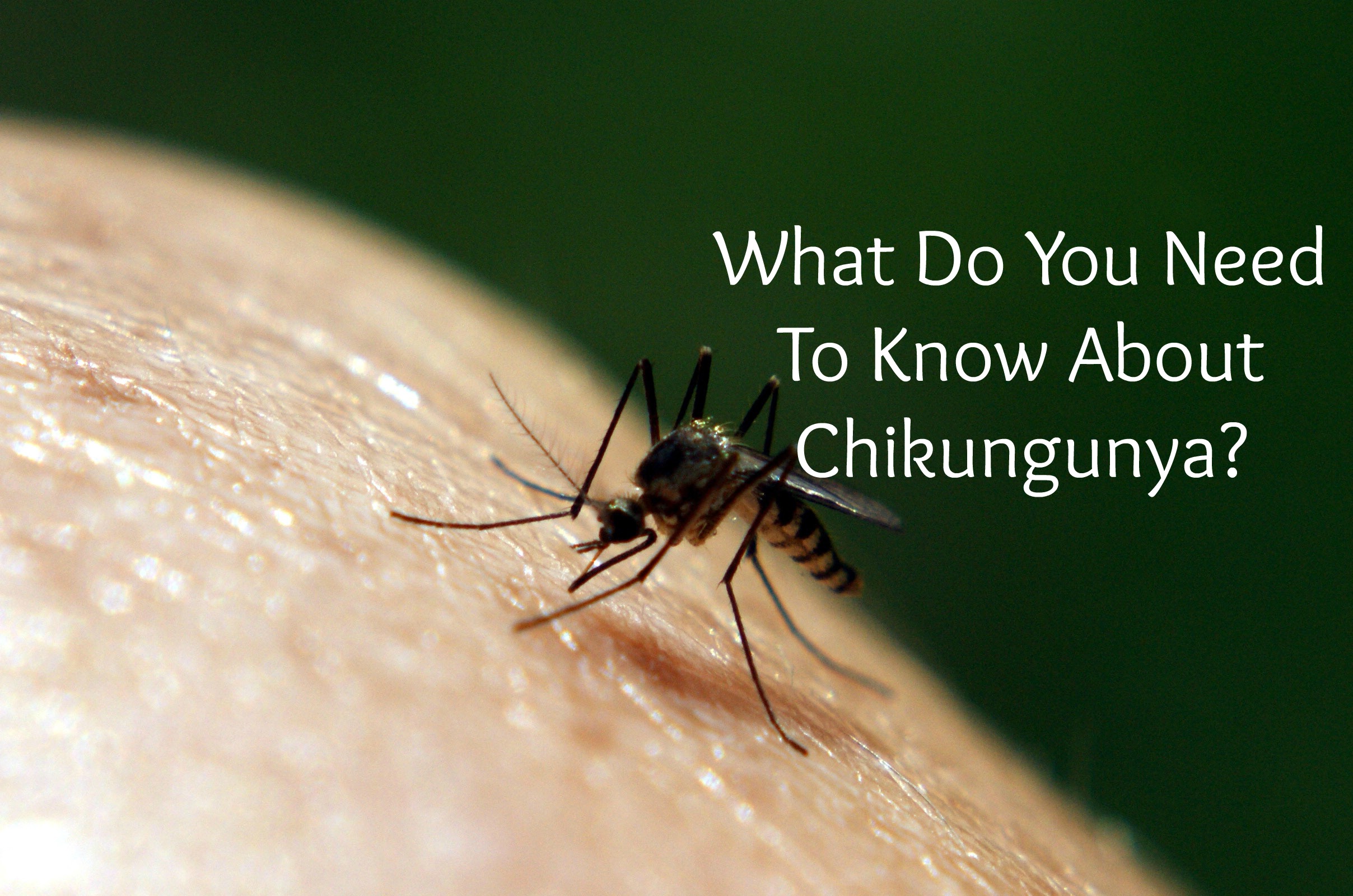 What Is Chikungunya Atlanta Pest Control