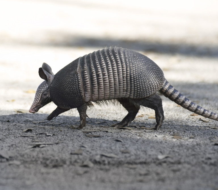 Armadillos - Identification | Environment | Threats | Treatment