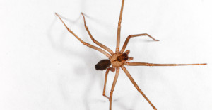 Spiders - Brown Recluse Spiders | Wolf Spiders | Orb Weavers