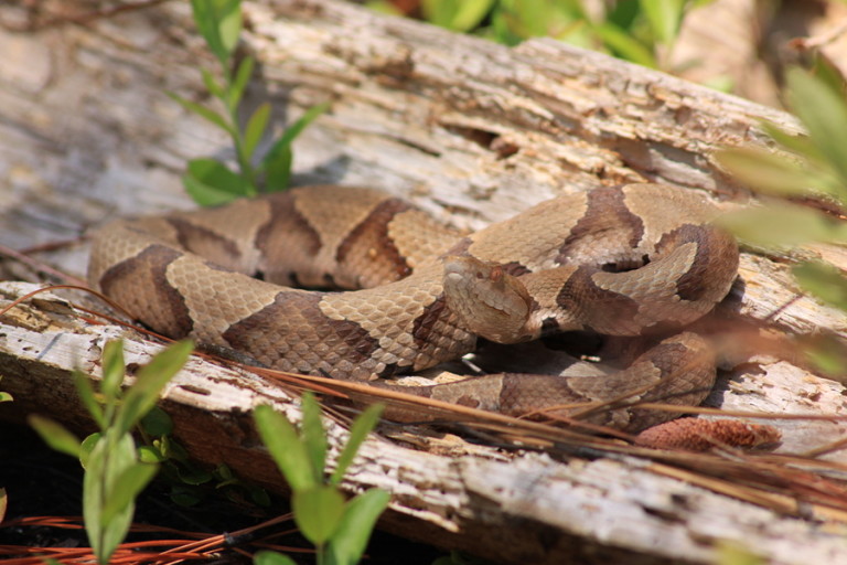 Copperhead Snakes - Identification | Threats | Treatment