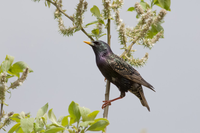 starling flocks