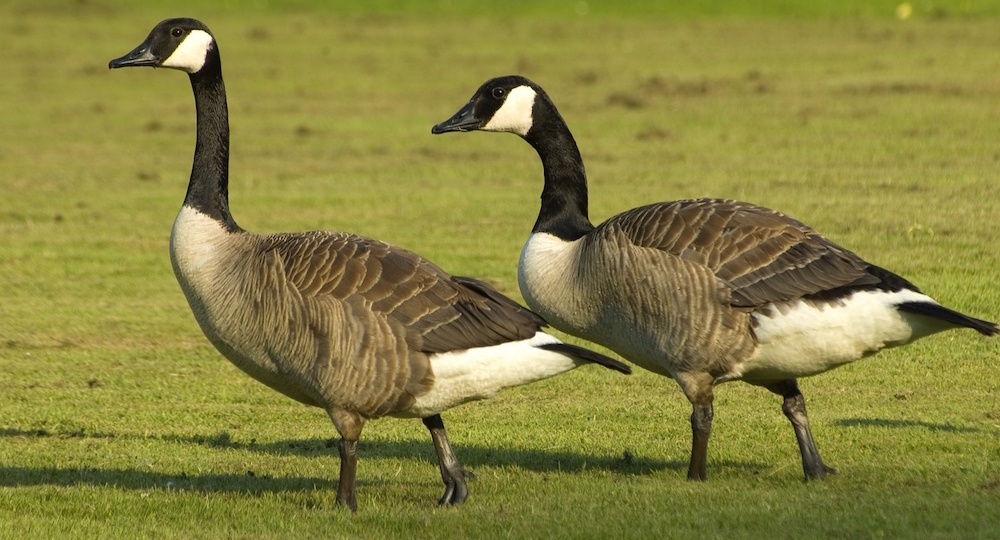 Canadian Geese Atlanta Bird Control