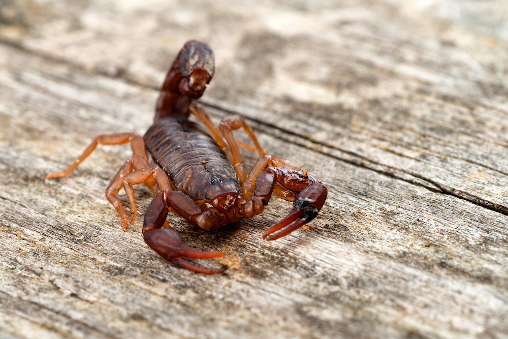 Scorpion Identification Newnan, GA