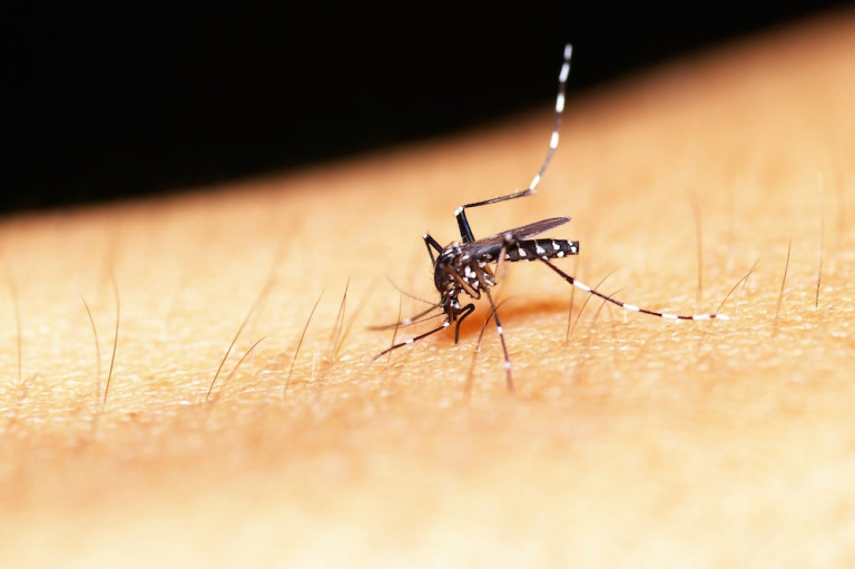 Mosquitoes - Identification | Environment | Threats | Treatment