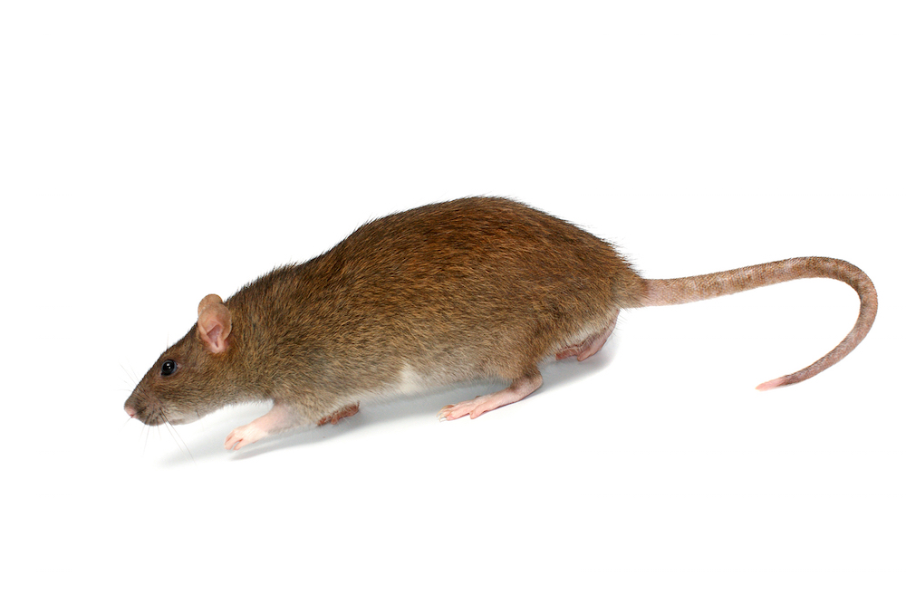 What is a roof rat? Identification of the common rat