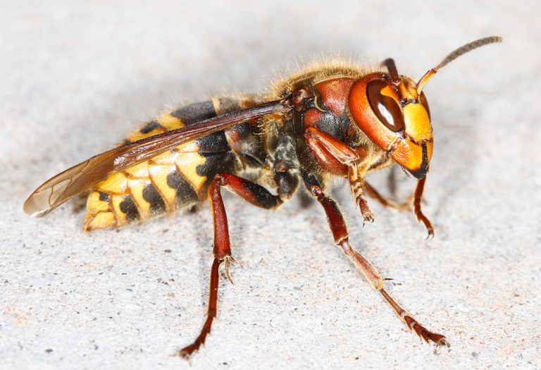 European Hornets - Identification | Threats | Treatment