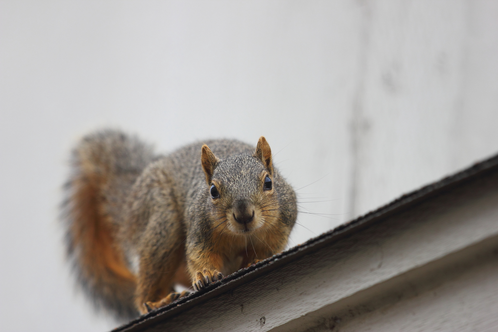 How to Spot Squirrels in Your Attic