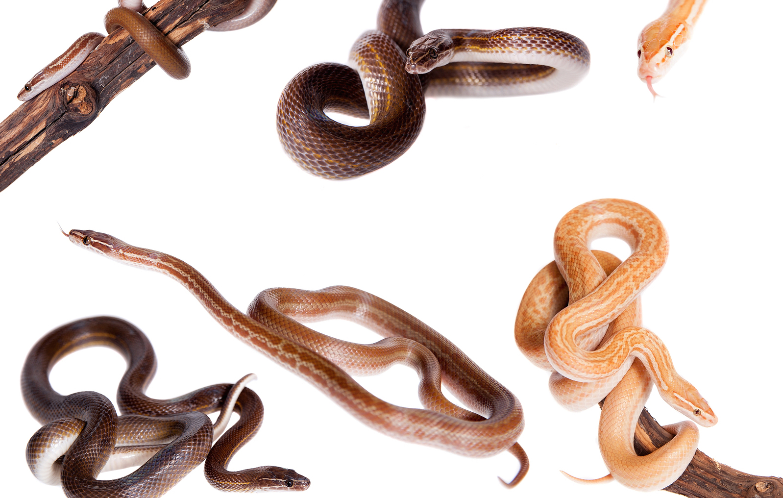Different Types Of Snakes