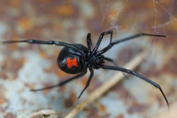 Black widow | Northwest Exterminating