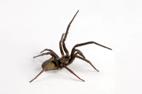Get Rid of Black Widow Spiders with Bug-A-Way – Bug-A-Way
