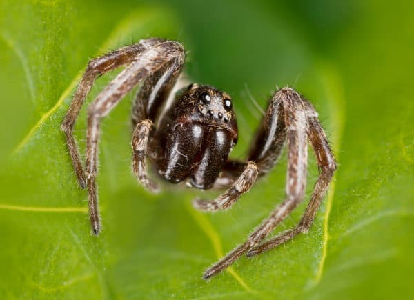 Georgia Spider Identification Chart