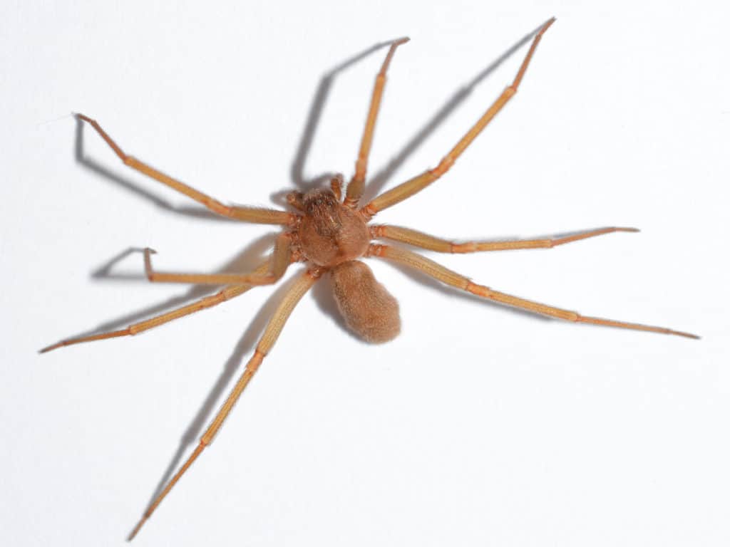 10-common-spiders-in-georgia-spider-identification-and-prevention