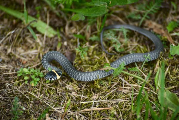 Get Rid Of Black Snakes - Aumondeduvin.com