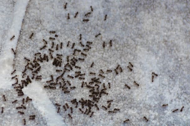 Tiny Black Ants In Living Room