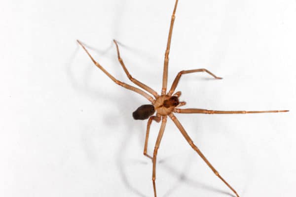 Black Widows Are Losing to Brown Widows in the Fight for Your Attic and  Garage - The New York Times