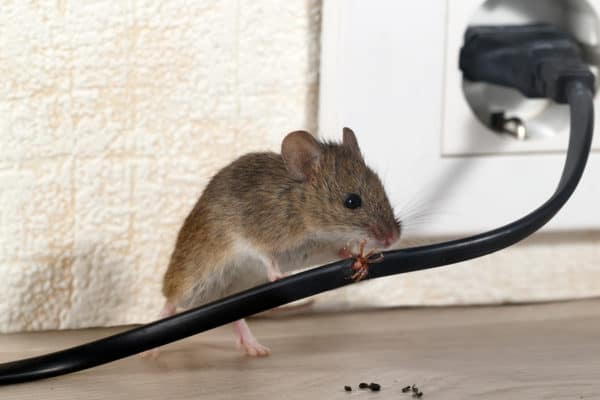 mouse pest control