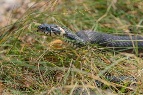 4 Ways To Keep Snakes Out of Your Yard | Snake Control