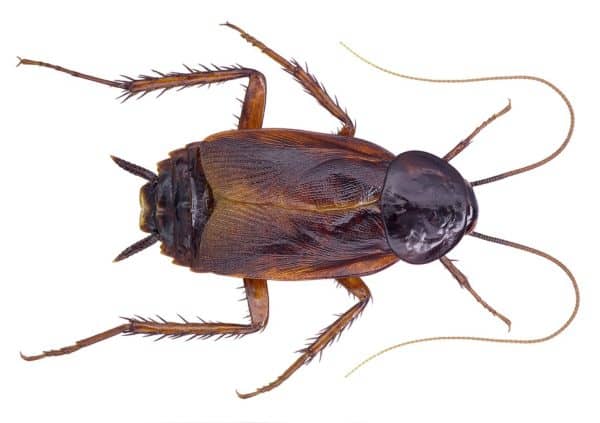 How To Identify 5 Of The Most Common Cockroaches In Georgia Roach Control