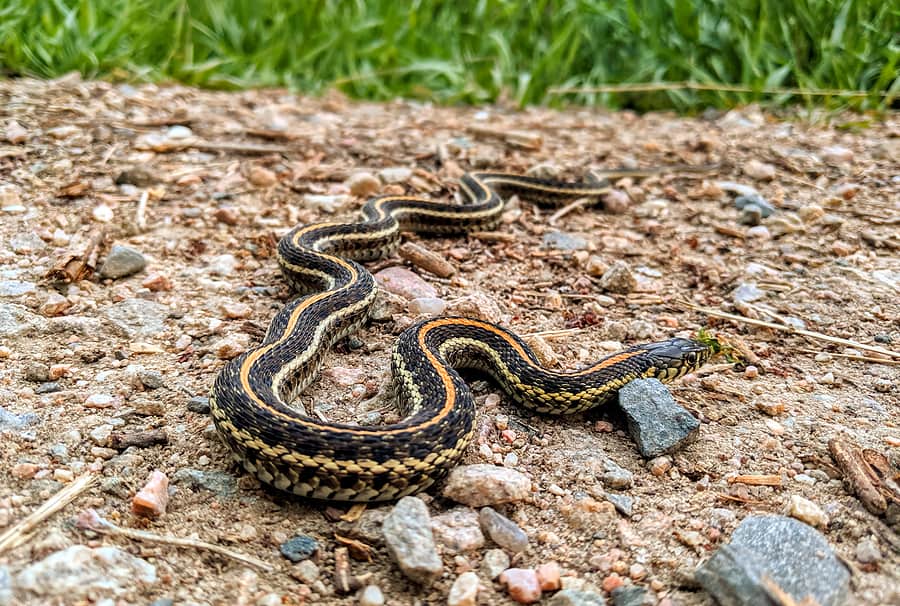 How You Can Control And Prevent Snakes In Your Cedar Hill Yard