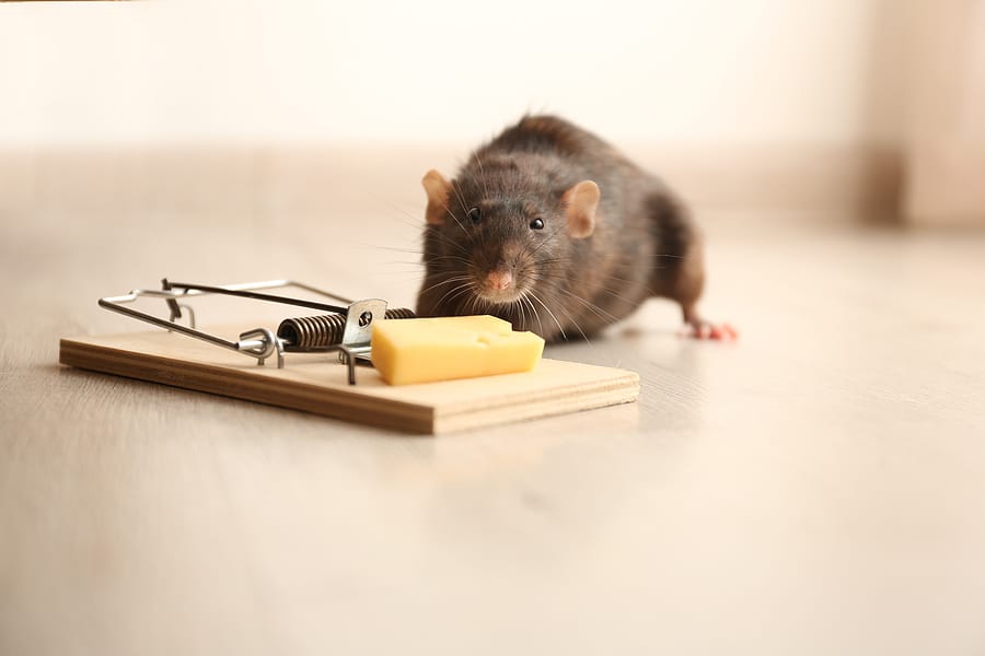 Mouse Traps on Pinterest