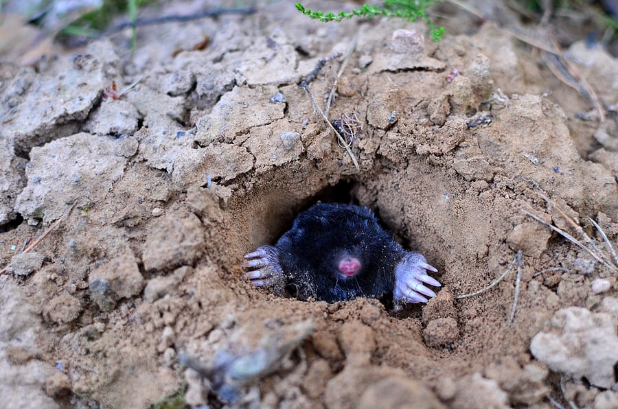 moles digging holes