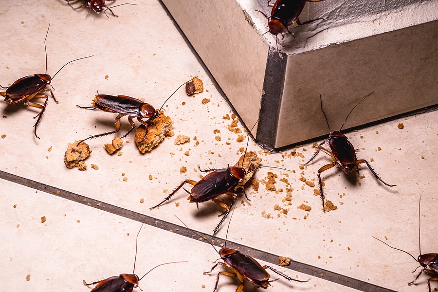 Does One Cockroach Mean An Infestation? | Roach Control