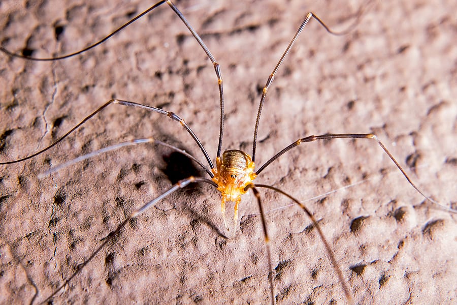 are daddy long legs poisonous if dogs eat them