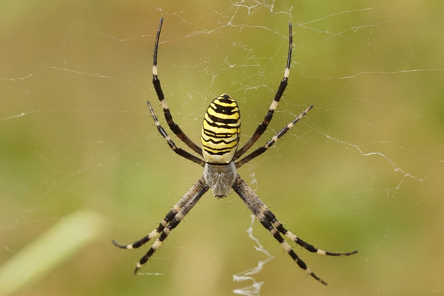 Orb-Weaver Spiders: Spooky Webs But Great For Pest Control