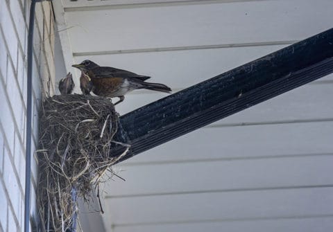 Bird Nest Removal 480x335 