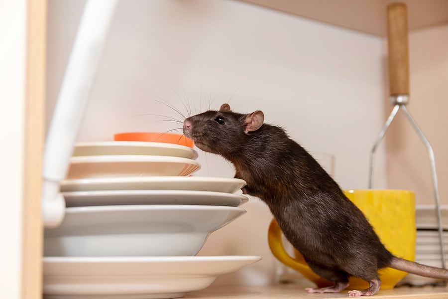 what mice eat the food