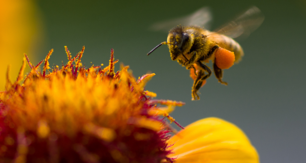 Honeybees | Northwest Exterminating