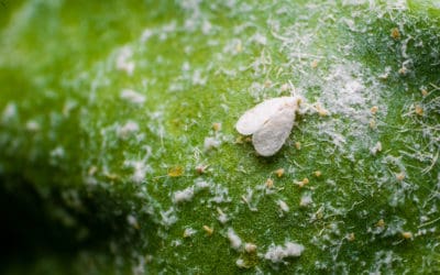 Protect Your Tropical Plants from Fig Whiteflies