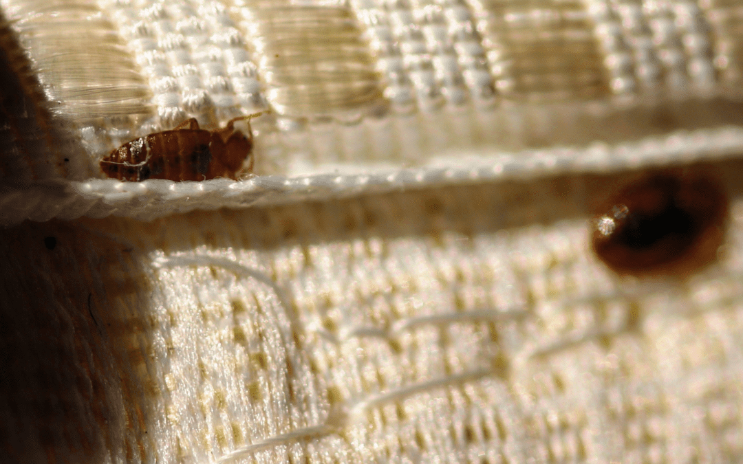 sofa bags for bed bugs