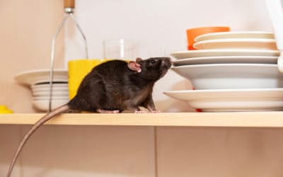 Rat vs Mouse: What’s the Difference?