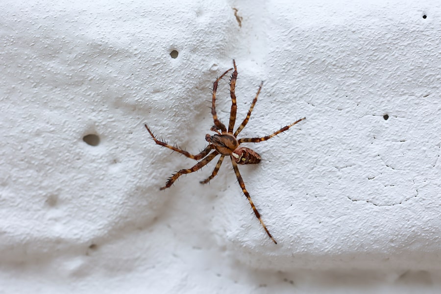 9 Common Spiders To Look Out For This Fall