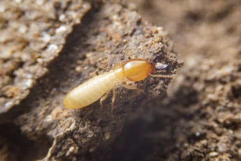 Termite Control for Your Miami-Gardens Home | Northwest Exterminating