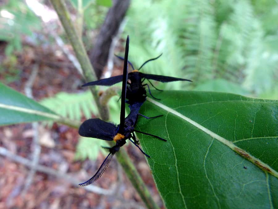 When Is Lovebug Season Fall Pest Control