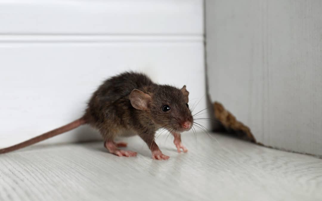 How to Rodent-Proof Your Attic