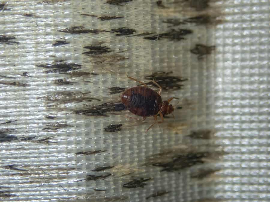 bed bugs signs on mattress