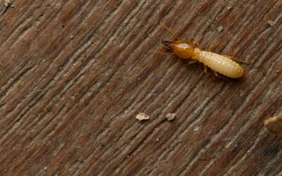 5 Ways to Avoid Termites in Coral Springs