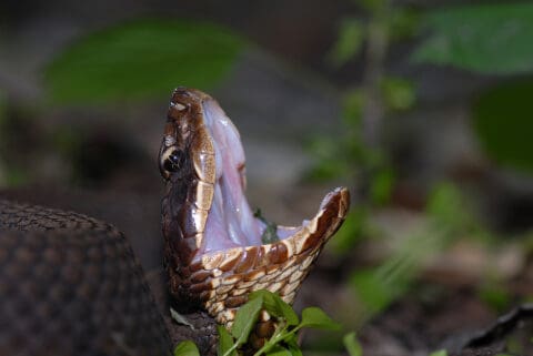 How To Identify A Water Moccasin | Snake Removal