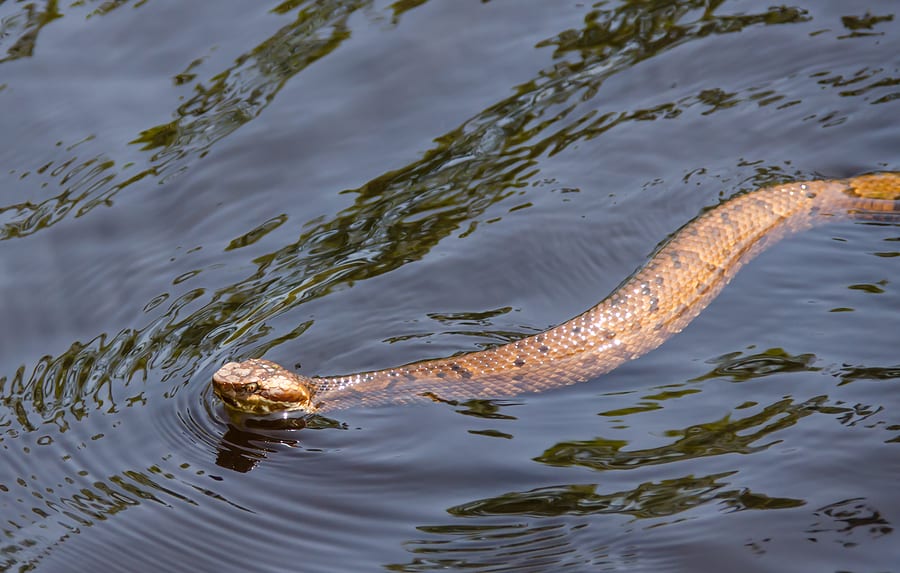 water moccasin bite