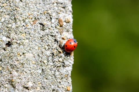 Why Do I Have Ladybugs Indoors? | Household Pests