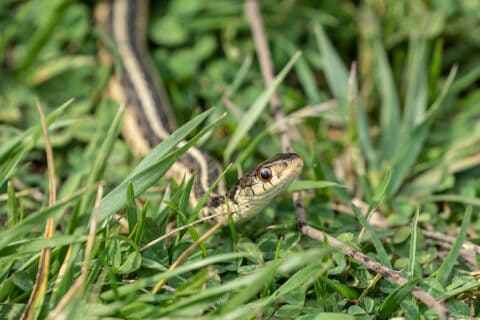 Benefits of Keeping Snakes Around | Wildlife Control