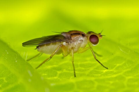 Common Florida Flies to Look Out For | Home Pest Control