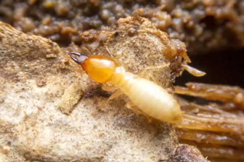 Signs of Subterranean Termites in Your South Florida Home | Termite Control