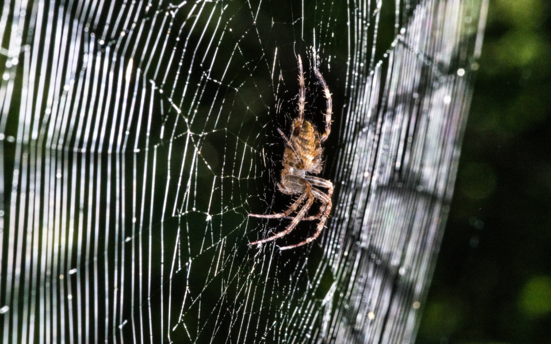 Why do Orb Weaving Spiders Make Patterned Webs?