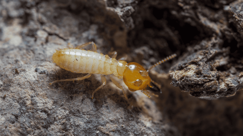 termite season | Northwest Exterminating