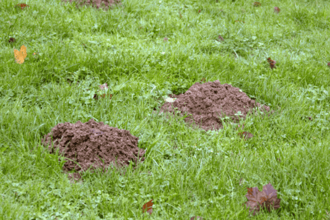 Do I Have Moles in My Yard? | Signs of Moles