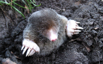 Moles: Controlling Nuisance Wildlife